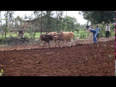 Ethiopia Animal Power