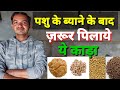 Which Kadha Should Be Given To The Animal After Giving Birth What Should Be Fed To The Animal Af