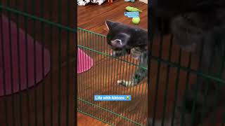 Life With Kittens | The Dodo