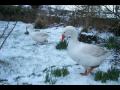 YULE SONG- Winter Solstice-Gloustershire ...