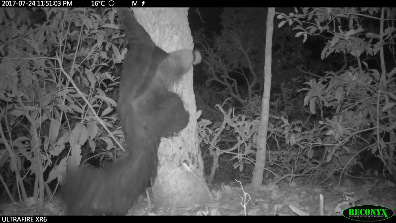 Behaviour pattern: Balance while in bipedal position