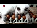 De mooiste kattenfoto's van Flevoland