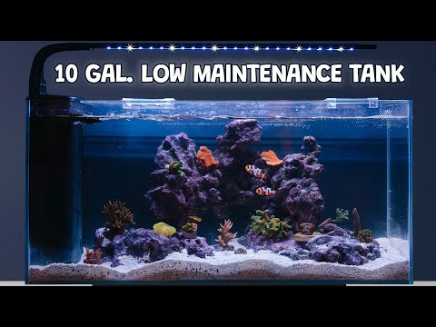 Fish Tank Maintenance: How to Have a Nearly Maintenance Free Tank! JBJ Rimless Tank Set up and Build