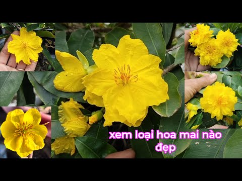 xem lại cây mai lần cuối cùng sao 1 tháng sang chậu và những bông mai đẹp