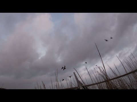 download lagu mp3 mp4 Mad Island, download lagu Mad Island gratis, unduh video klip Mad Island