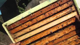 Смотреть онлайн Весеннее расширение пчелиной семьи своими руками