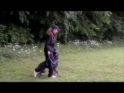 Mia od Natálky - obedience - May