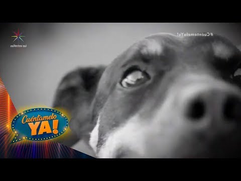 La verdadera historia detrás del 'Borras', el perrito de Roma | Cuéntamelo YA!