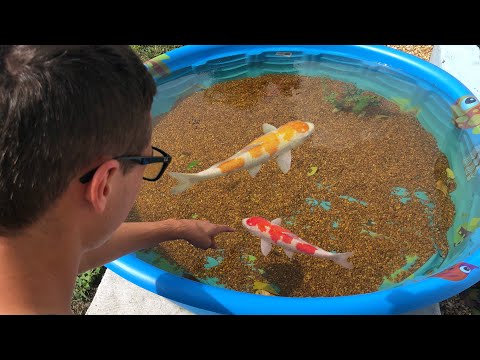 Mini POND EMERGENCY!! NEW COLORFUL FISH