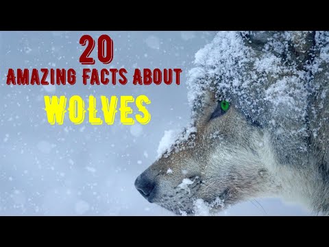 20 Amazing Facts About Wolves