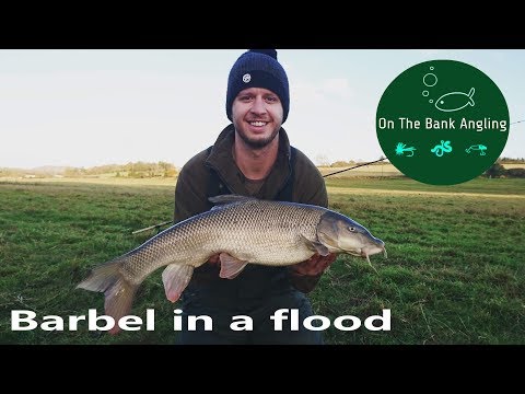 Barbel Fishing On a Flooded River