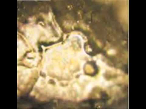 Water  Top Secret Masaru Emoto   YouTube