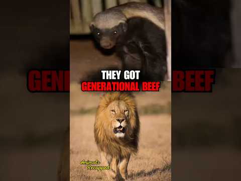 Why Lions Fear Honey Badgers💀