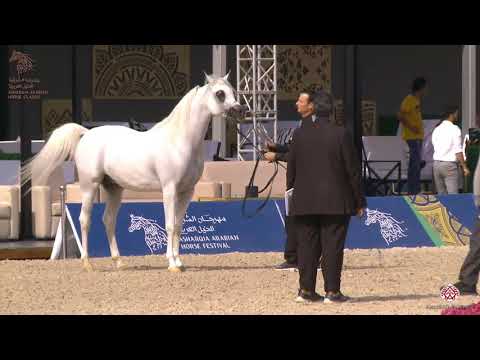 N 257 HILAL AL KHALEDIAH   Asharqia Arabian Horse Classic 2020   Stallions 4 6 Years Old Class 10A