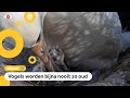 Albatros Wisdom (70) krijgt een kuiken