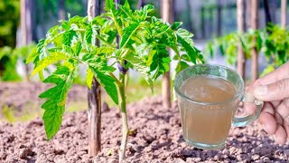 How to Stimulate Fruit Plants With Banana Flowers For Beginners, Homemade Fertilizer