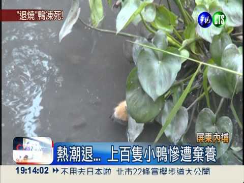 小鴨遭棄放水流 上百隻凍死