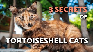 This is What TORTOISESHELL CATS Hide From You! 🐈🖤 3 Secrets of Tortoiseshell Cats
