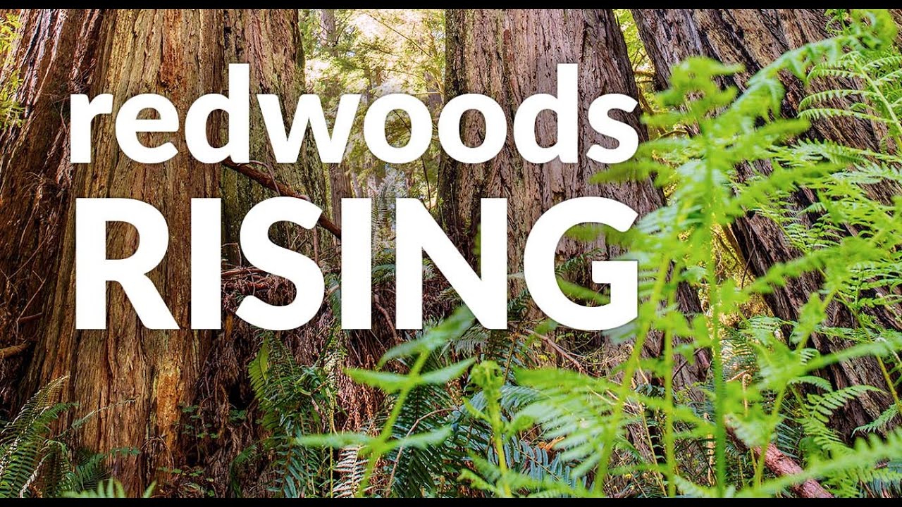 Redwoods Rising: Students restoring forestlands