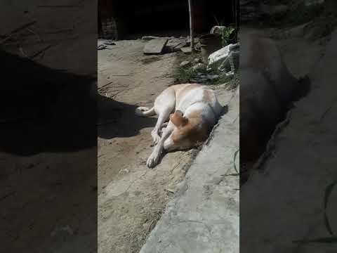 dog handsome motu beautiful Bharti kutta super video I love you