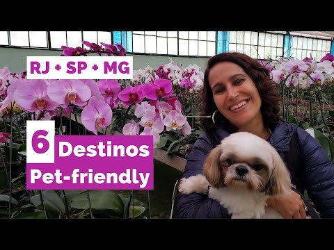Pet-Friendly Travel: 6 Destinations to Go with Your Pet - Rio de Janeiro, São Paulo, and Minas Ge...