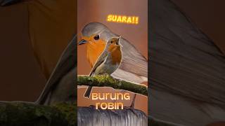 Download lagu suara burung Robin #kicu #suaraburung mp3