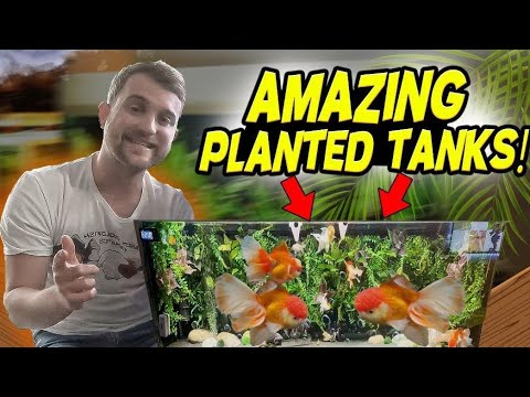 The BEST Planted goldfish tank I’ve EVER seen? | Rate my tank Subscriber special