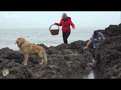 Coastal Foraging with Craig Evans- FIRST TV APPEARANCE.