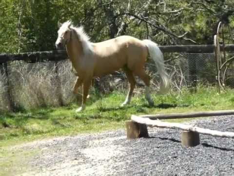 Belissimo M - Karizmah Berlin