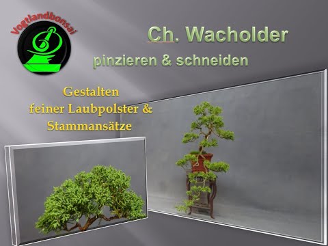 Ch  Wacholder pinzieren & schneiden