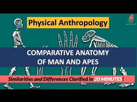 Comparative Anatomy of Man & Apes | Humans VS Apes: Similarity & Differences | Physical Anthropology