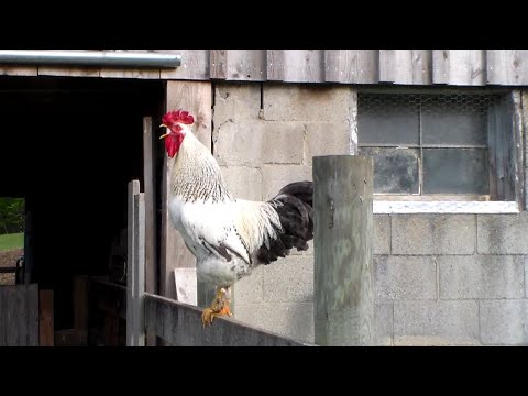 Rooster Crowing in the Morning
