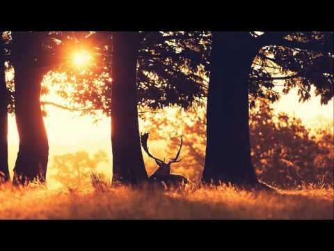 Critycal Dub & DJ Chap - Sunshine