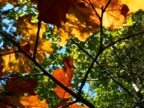 September Song - Willie Nelson