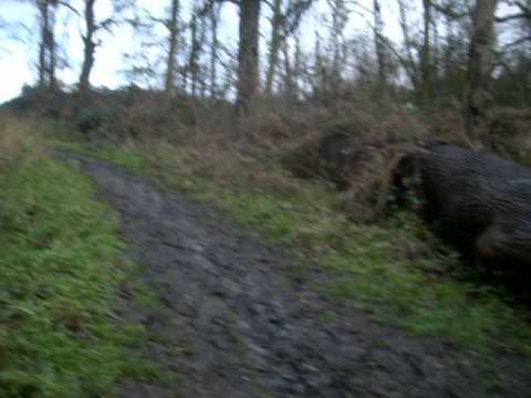 Langdon Hills Country Park, Westley Heights