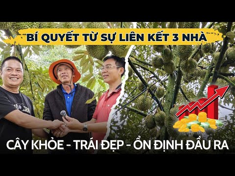 Cây khỏe - Trái đẹp - Đầu ra ổn định: Bí quyết từ sự liên kết 3 nhà của Dona Sài Gòn