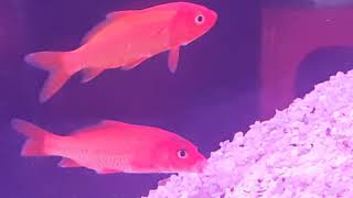 Exotic Fish at Aquarium with Relaxation Sleep Music