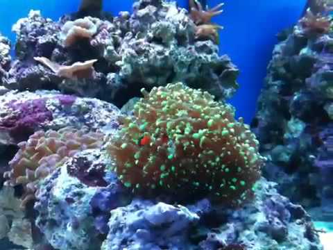 download lagu mp3 mp4 Clownfish Hosting Frogspawn, download lagu Clownfish Hosting Frogspawn gratis, unduh video klip Clownfish Hosting Frogspawn