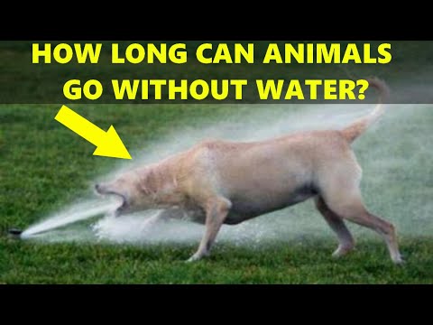 Thirst Comparison : How Long Can Creatures / Animals Survive Without Water?