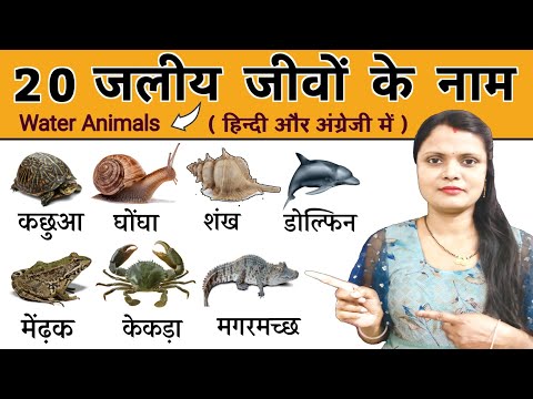 20 Water Animals Name in Hindi and English | पानी में रहने वाले जीवों के नाम | Water Animals