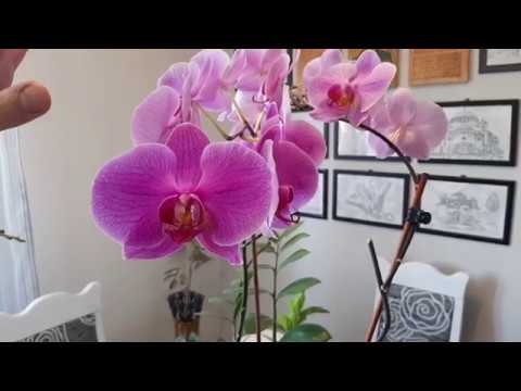 , title : 'Zalivanje,  uzgoj i cuvanje Orhideje Phalaenopsis - Watering of orchids - Oрхидея (полив и хранение)'