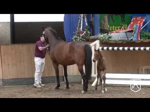 30 Holsteiner Stute Uma Lotta von Cash and Carry   Acobat II   Linaro   Chrom