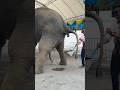 Why Is Elephant Dung Collected Elephant Poop Shorts Ytshorts