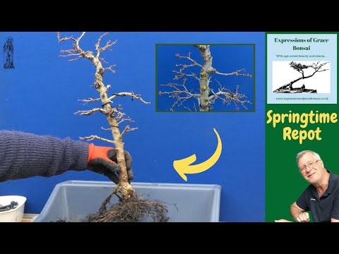 Rootwork and pruning my Japanese Larch Bonsai
