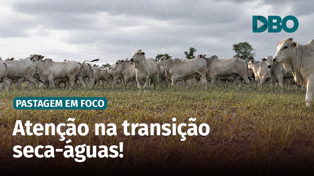 Manejo de pastagens: a seca não termina quando começa a chover