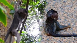 Break My Heart Baby Lori Fall Down From The Tree and Mommy| Baby Lori Get Angry and Cry So Much