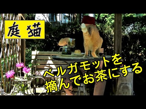 ベルガモット 植物