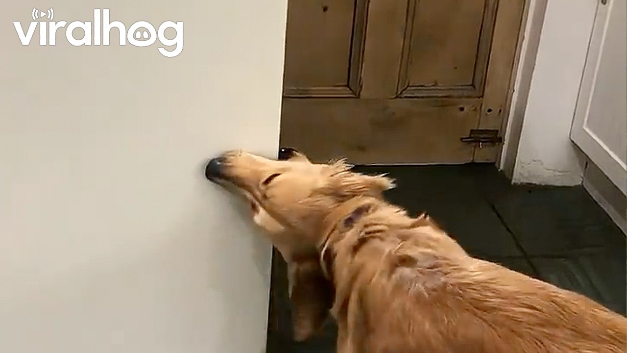 Hungry Pup Tries to Open Fridge || ViralHog