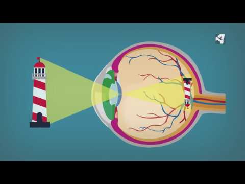 ¿Cómo procesan nuestros ojos las imágenes?
