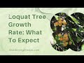 Loquat Tree Growth Rate What To Expect